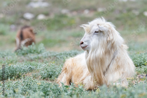 Cute goat on a green pasture field in the countryside. Portrait of an animal