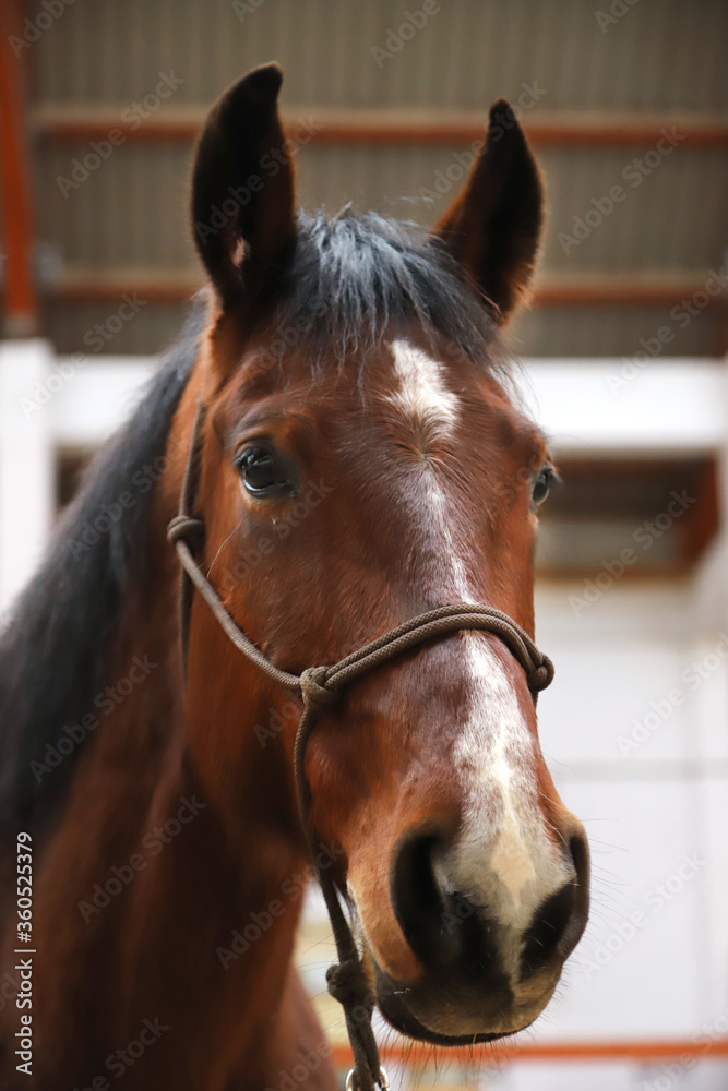 Obraz premium Brown colored young saddle horse waiting for riders. Head shot of a young beautiful mare in riding hall