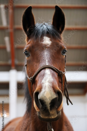 Brown colored young saddle horse waiting for riders. Head shot of a young beautiful mare in riding hall