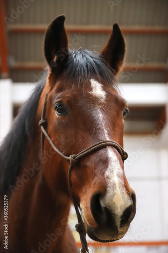 Fototapeta Naklejka Na Ścianę i Meble -  Brown colored young saddle horse waiting for riders. Head shot of a young beautiful mare in riding hall