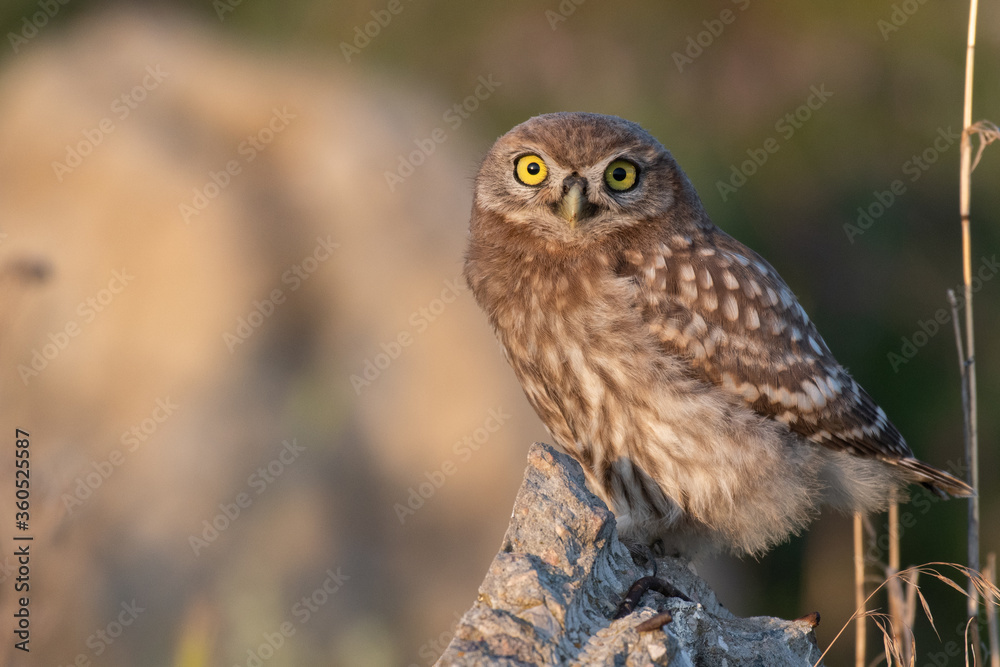 The Little Owl Athene noctua, stands on a rock. Portrait The Little Owl Athene noctua, stands on a rock. Portrait