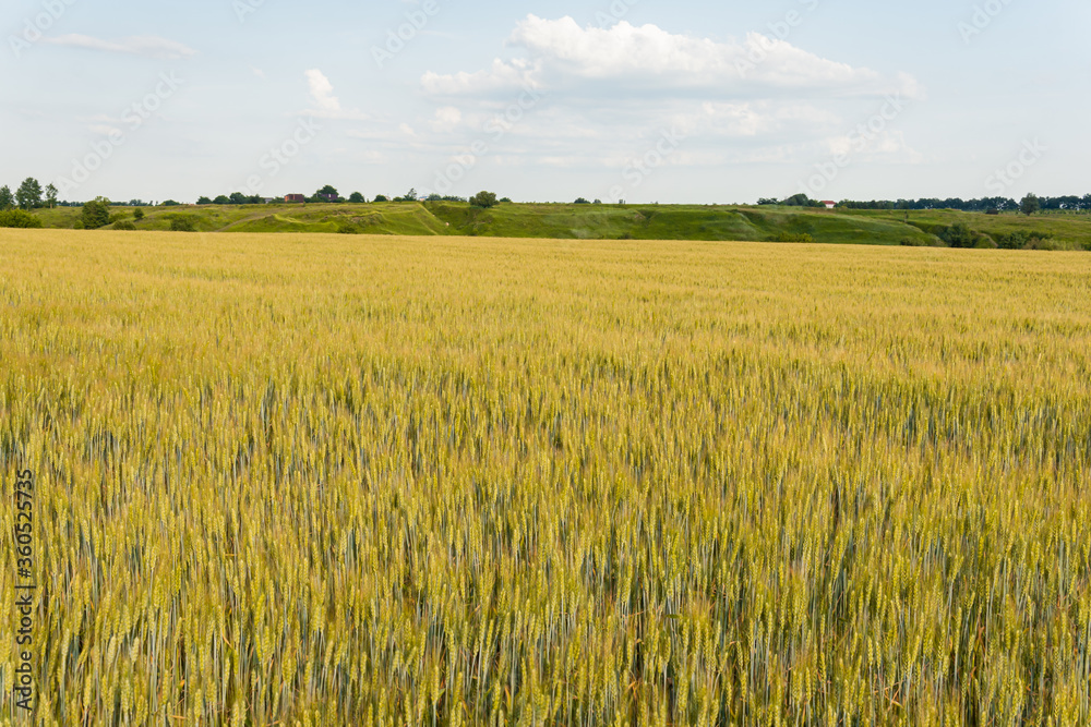 A big, immense wheat field on a sunny day in summer