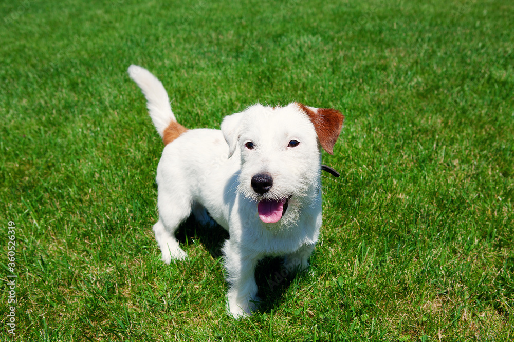Cute dog Jack Russell Broken on green grass background. Pet care concept. Cute dog Jack Russell Broken on green grass background. Pet care concept.