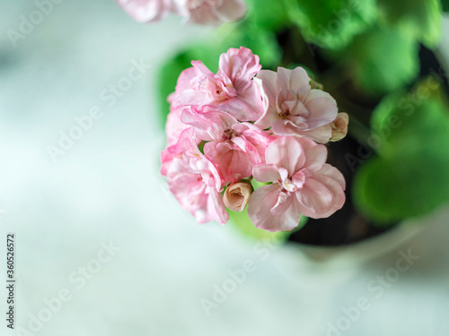 Close up Geranium or pelargonium flowers. Copy space