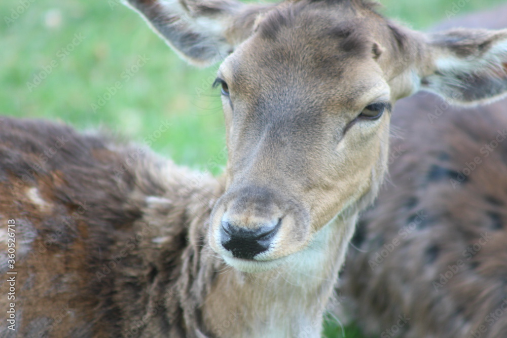 Der Lainzer Tiergarten