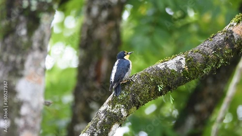 beautiful multicolored woodpecker on a log in the rain forest. Yellow-fronted Woodpecker photo