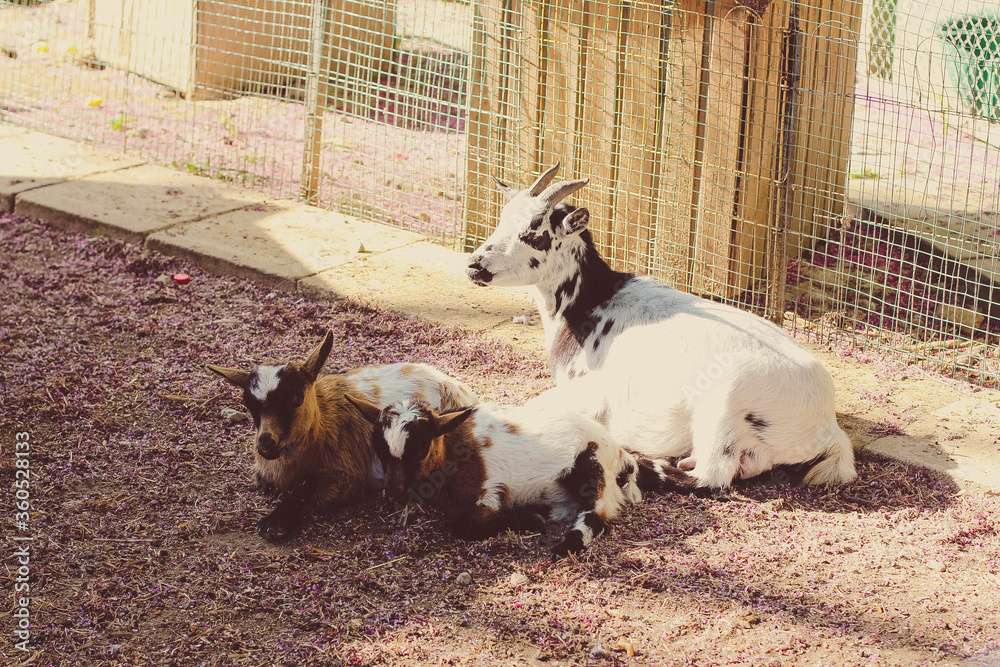 Goats in the zoo on the background of a lawn.