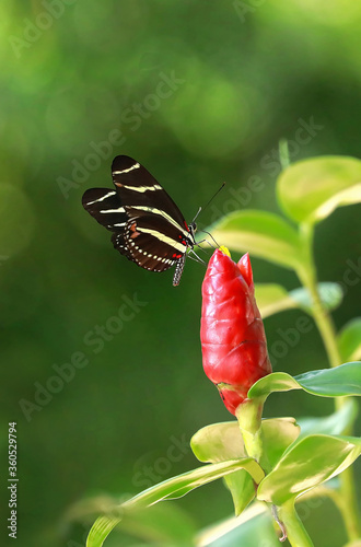 Zebra Longwing butterflies drinking nectar from a Red Button Ginger also known as Costus Woodsonii. photo