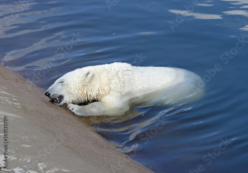 Polar bear eats something in water