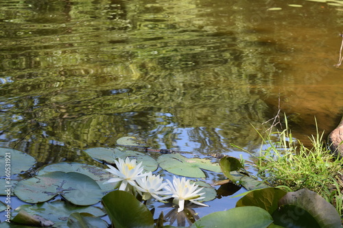 Two white water lilies float on the pond