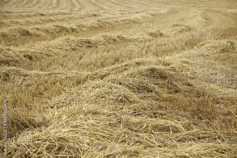 Wheat fields Wheat fields