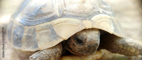 Closeup shot of the head of a turtle with a blurred background