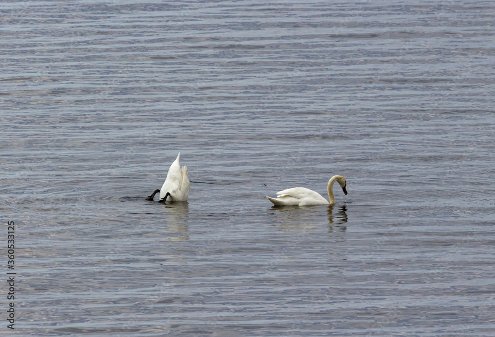 Fototapeta premium two swans in the water