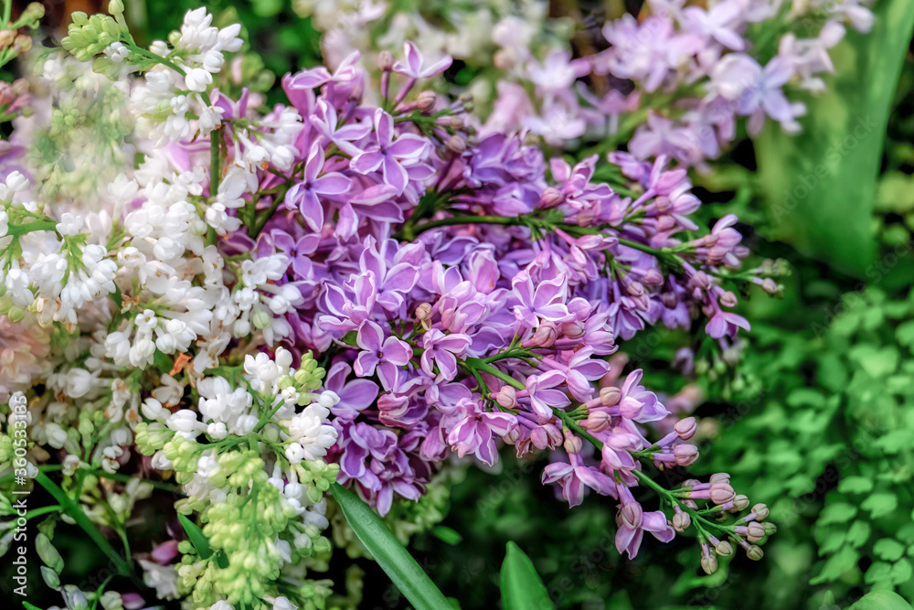 Bouquet of lilac from multi-colored varieties. Background. Bouquet of lilac from multi-colored varieties. Background.