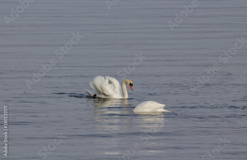 Fototapeta Naklejka Na Ścianę i Meble -  Observing the life of wild swans
