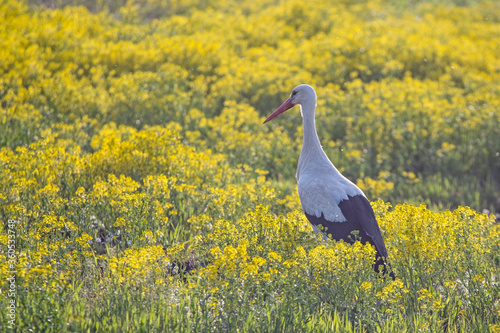 White stork walking on a flowering rapeseed field. White stork (Ciconia ciconia) and Rapeseed (Brassica napus).
