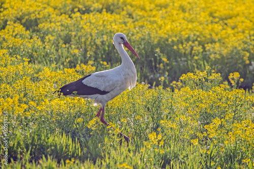 White stork walking on a flowering rapeseed field. White stork (Ciconia ciconia) and Rapeseed (Brassica napus).