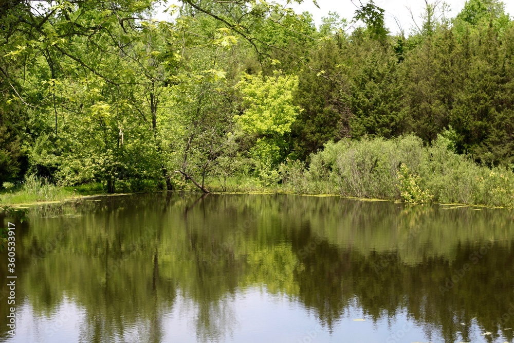 The trees of the forest reflect off the lake water.