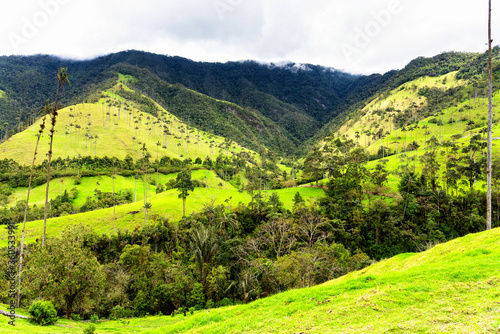 Landscape of wax palm trees (Ceroxylon quindiuense) in Cocora Valley or Valle de Cocora in Colombia near Salento town, South America photo