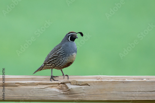 quail on a fence
