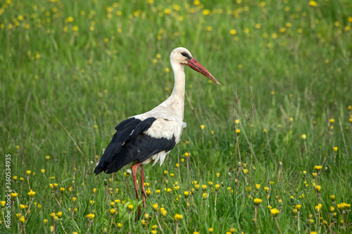 White stork walking on a green field. Close-up of White stork (Ciconia ciconia).