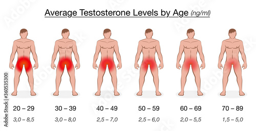 Testosterone level chart with age and decreasing average values in ng/ml, nanogram per milliliter. Naked men with red colored genital regions. Vector illustration.
