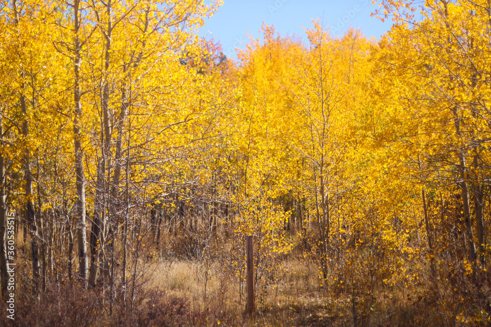 Fototapeta premium autumn in the forest