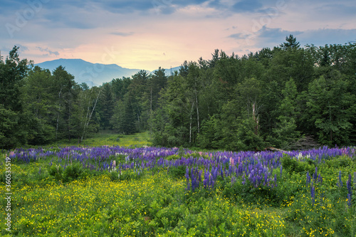Sugar Hill lupines at sunset