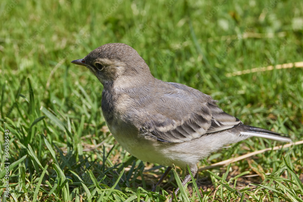 Wagtail chick crawled out of the shelter and walks along the garden path. Wagtail chick crawled out of the shelter and walks along the garden path.