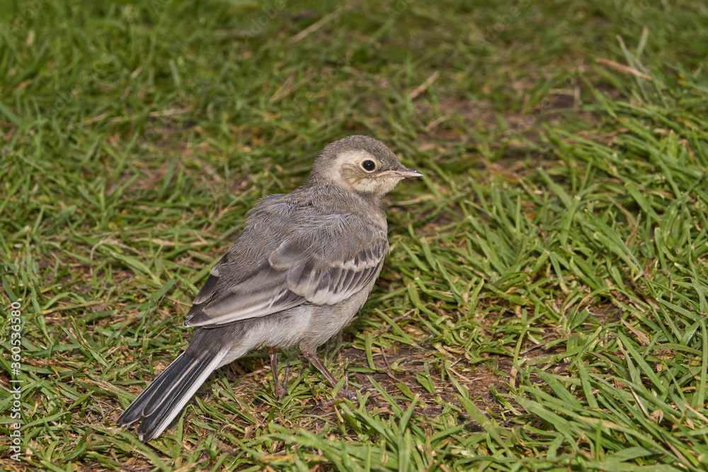 Wagtail chick crawled out of the shelter and walks along the garden path.