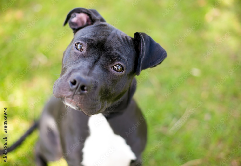 A young black and white Pit Bull Terrier mixed breed dog