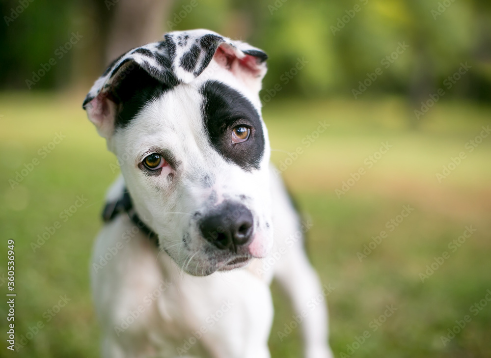 A black and white spotted puppy with floppy ears