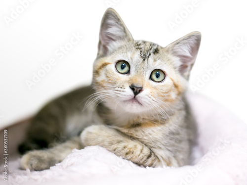 A calico tabby shorthair kitten in a relaxed position