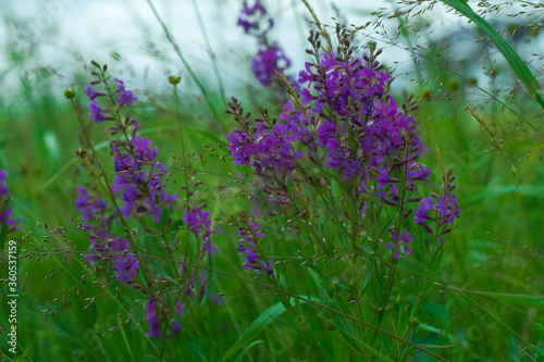 lavender flowers in the field