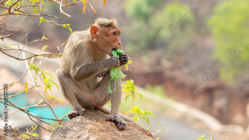 Plastic pollution in the jungle environmental problem. Monkey Crab eating can eat plastic bags mistaking them for food. plastic waste. nature.Green background
