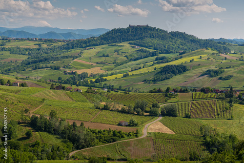 Oltrepo  Pavese landscape hills with wineyards and country roads and Montalto Pavese castle in the background in a sunny day