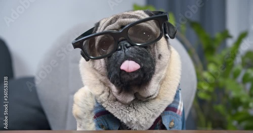 Pug dog freelancer waving by paw, like hand. Welcomes the employer. Funny pet video call concept. Making online video call, online conference to webcam. Greeting online with work, business partner