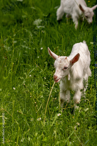 Small domestic goat grazing	