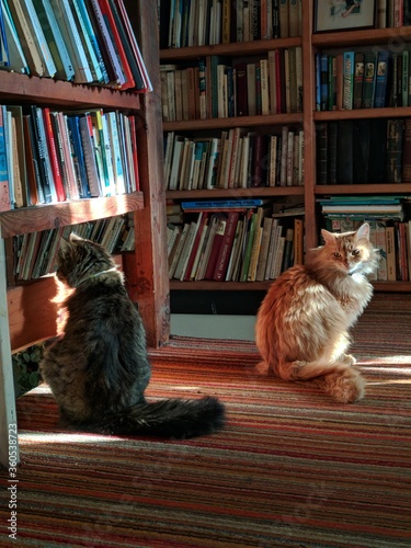 two cat siblings sitting at home next to library with books looking at the camera