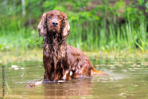 Obraz na plátně A cute dog comes out of the wet water