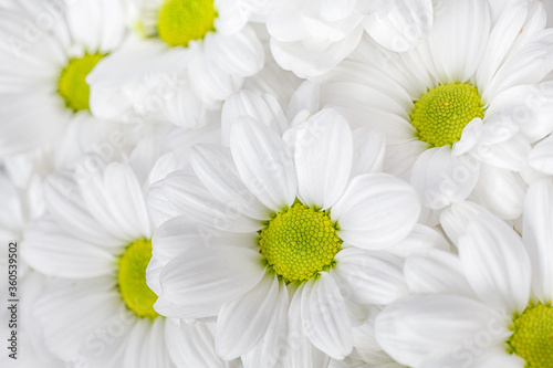 White Daisy flower pattern bouquet still life