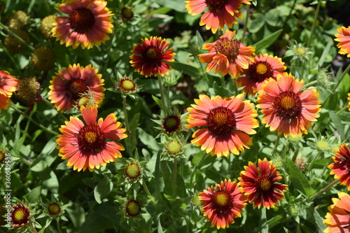 A group of burnt orange flowers © Annie