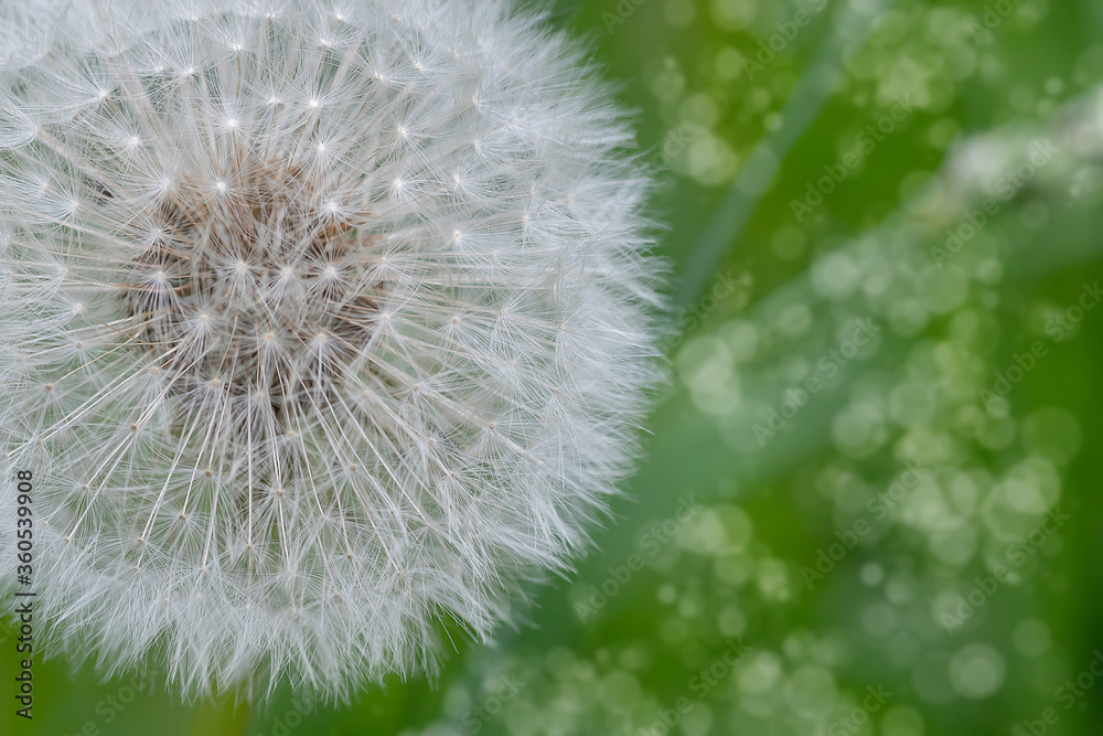 Obraz premium White dandelion flower close-up on a natural green background. Allergen plant.