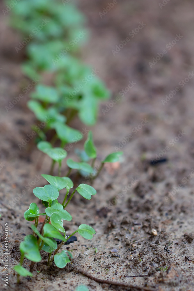 Close-up of salad microgreens, green leaves and stems. Sprouting Microgreens. Seed Germination at home. Close-up of salad microgreens, green leaves and stems. Sprouting Microgreens. Seed Germination at home.