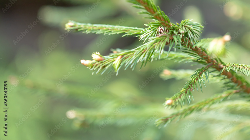 Macro sprig of spruce in forest. Young shoots on tops of spruce branches on blurred background of evergreen plants