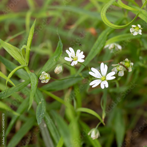 Closeup of small forest flowers for your botanical design.