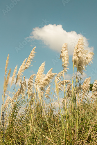 Peaceful and lovely natural view landscape of the Costanera Sur Ecological Reserve. Shrubs, pampas grass and cortaderia selloana with blue sky and cloud. Vintage colour. Top view.