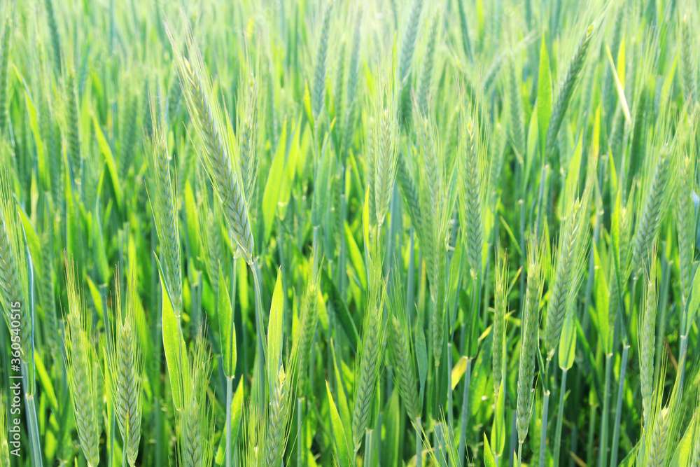 Obraz premium A field with green ears in Baden-Wuerttemberg, Germany