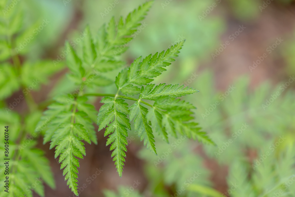 Closeup of fresh green fern leaves for your botanical design.