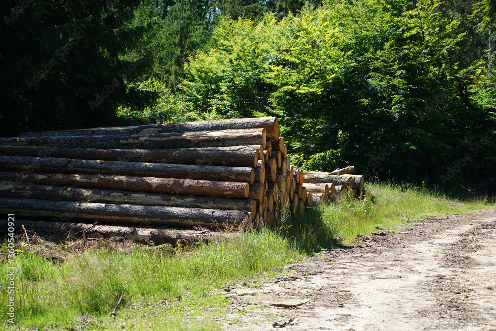 Freshly felled trees stored in the forest to dry await further processing Freshly felled trees stored in the forest to dry await further processing